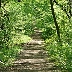 cesta z lesa